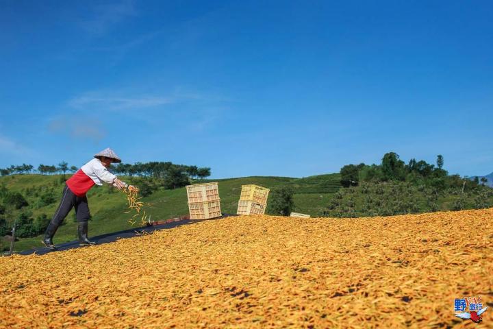 2023赤柯山金針花海必拍推薦8大景點 @Ya!Travel 野旅行新聞網