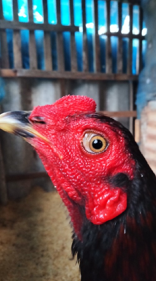 ซื้อขายไก่ชนจังหวัดอุทัยธานี และใกล้เคียง