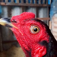 ซื้อขายไก่ชนจังหวัดอุทัยธานี และใกล้เคียง