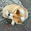 今後の演奏会(音大に向けての練習配信さらにはコンサートの宣伝も)