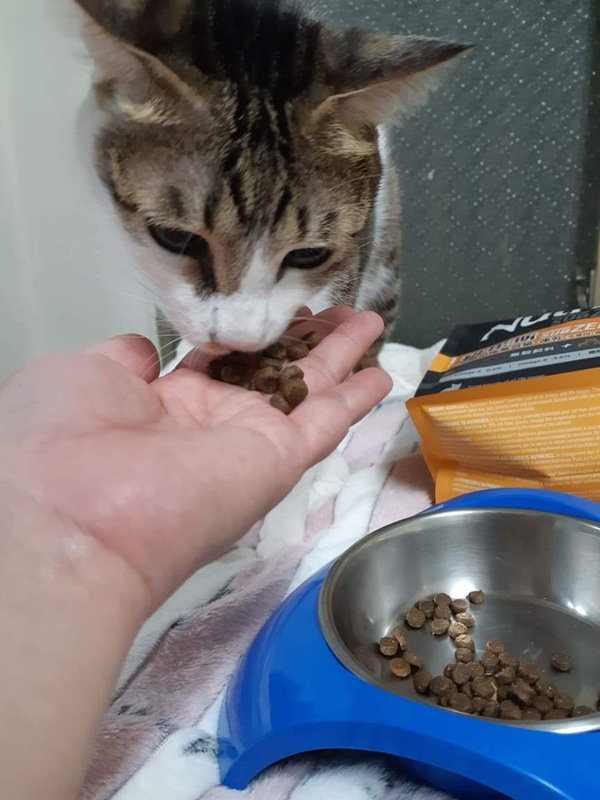 貓飼料推薦-貓奴必備紐崔斯Nutrience 頂級無穀飼料 凍乾系列 成貓無穀 火雞肉+雞肉+鮭魚 2.27kg 開箱分享