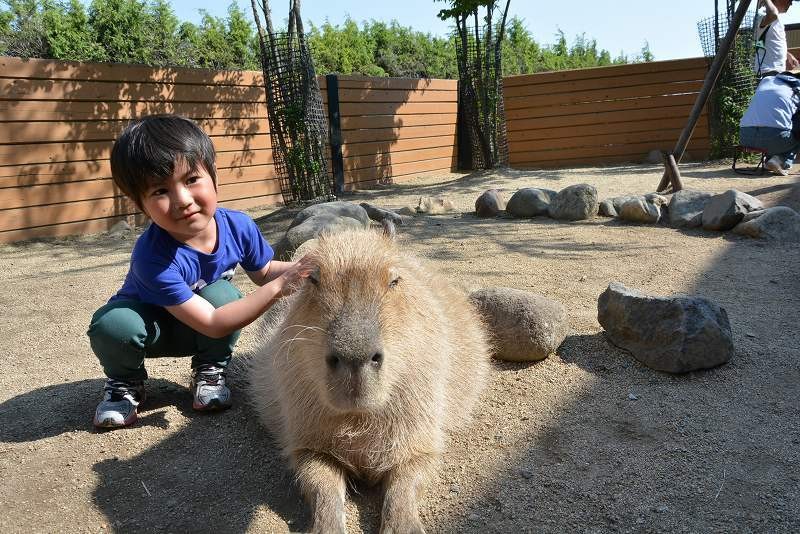 那須 親子におすすめ動物ふれあい7選 エサやり 特別体験も