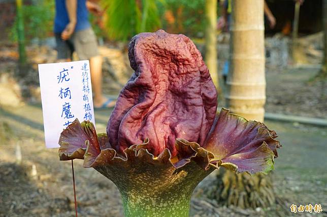 梅雨季放 雷公屁 珍稀原生植物百花齊放卻臭到翻 自由電子報 Line Today