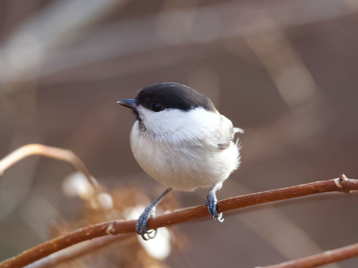 鳥、鈴木 東大の助教を辞め､5年任期の教員に…シジュウカラにすべてを