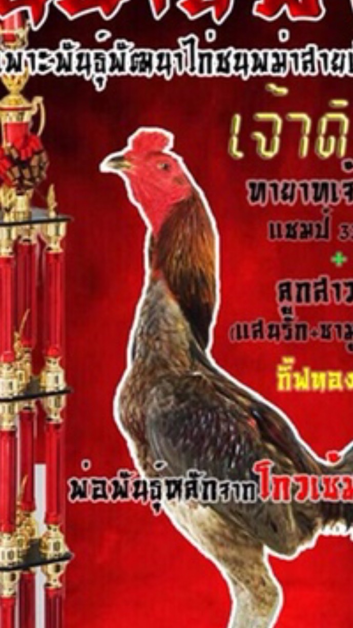 จินฉายฟาร์มไก่ชน