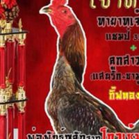 จินฉายฟาร์มไก่ชน