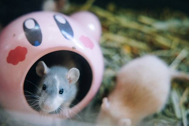 星之卡比 可愛張嘴大碗超實用 日本網紅展示放生牛肉變 大舌頭 笑翻 Juksy街星 Line Today