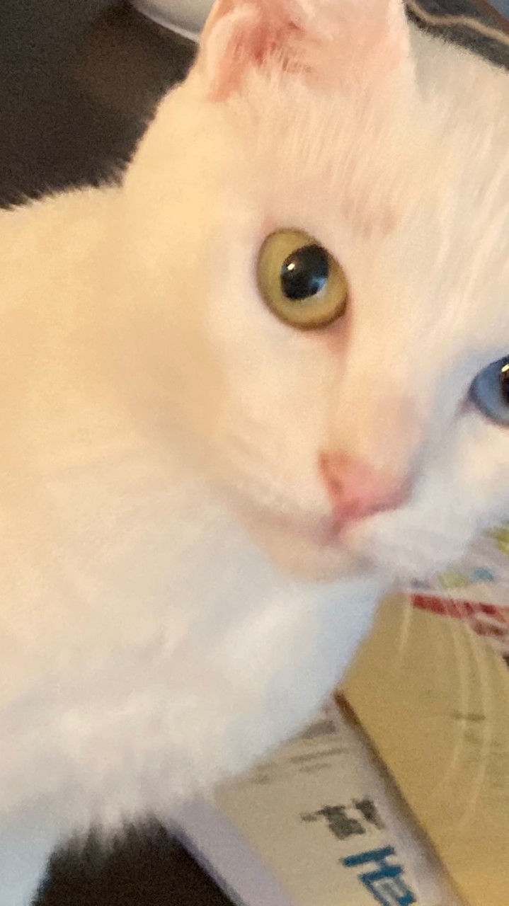 がんばるねこ動画班