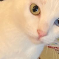 がんばるねこ動画班