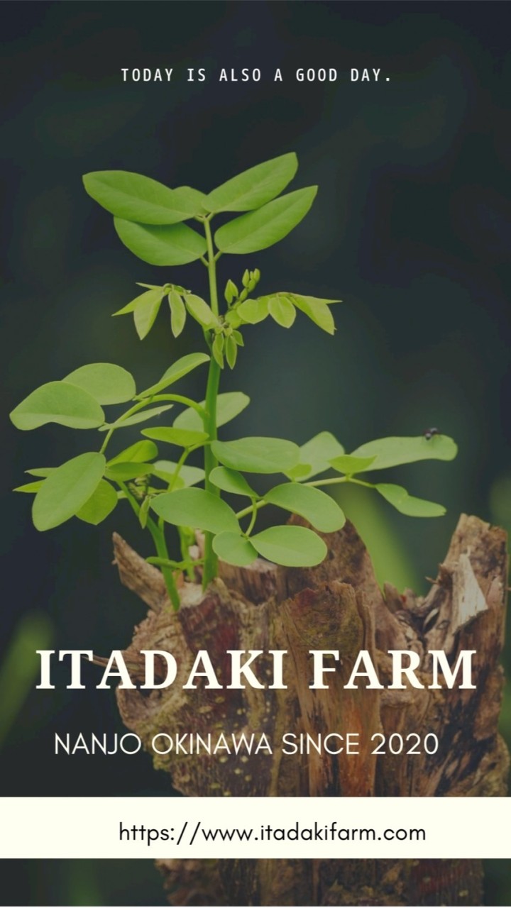沖縄モリンガ農家ITADAKI FARM