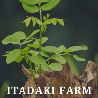 沖縄モリンガ農家ITADAKI FARM
