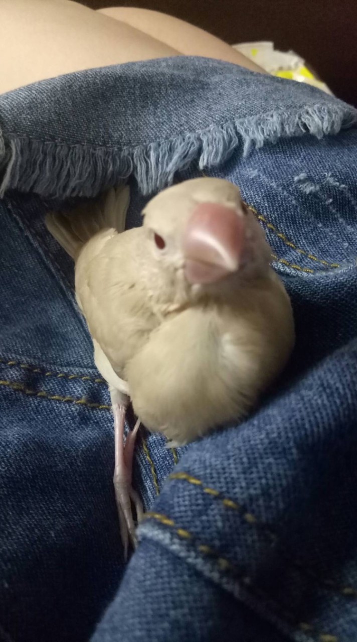 鳥鳥社群~