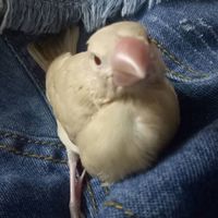 鳥鳥社群~