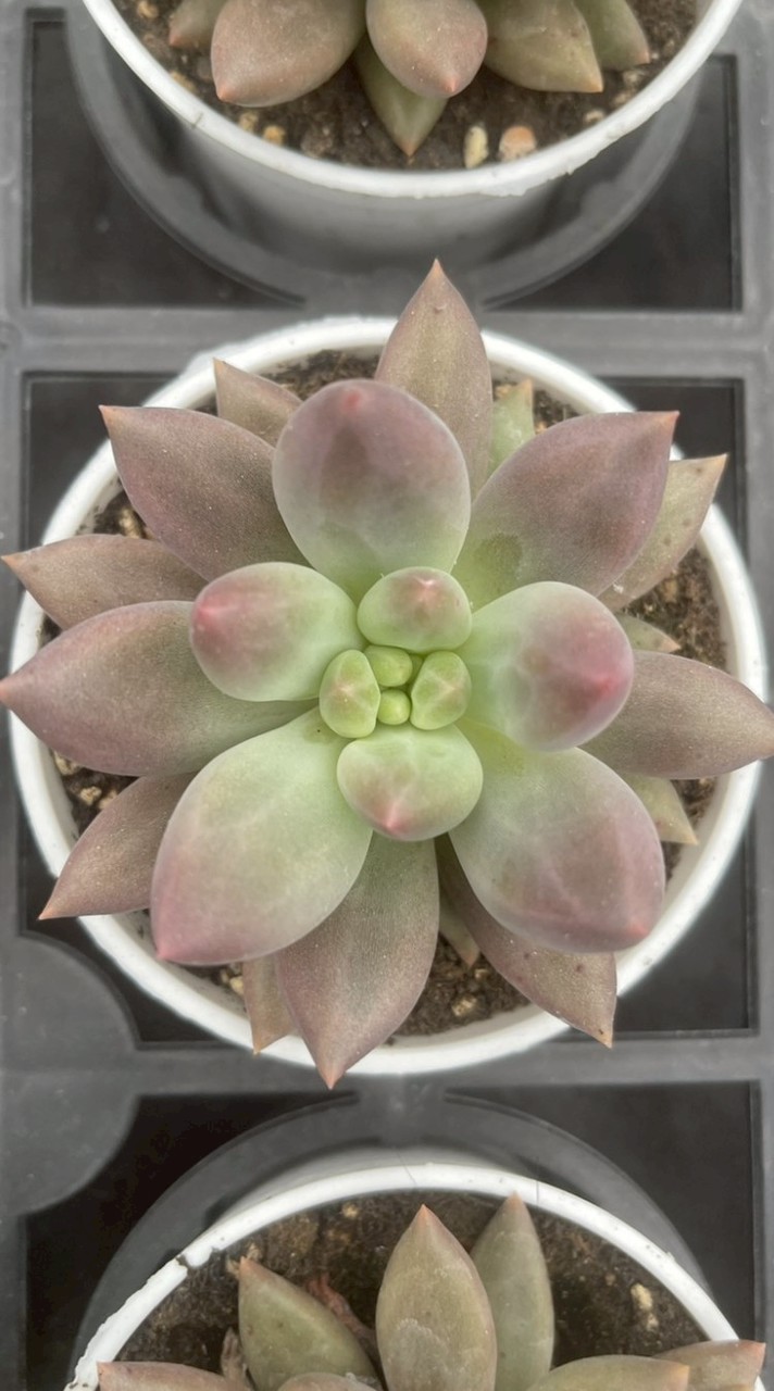 植物のYO 多肉花園