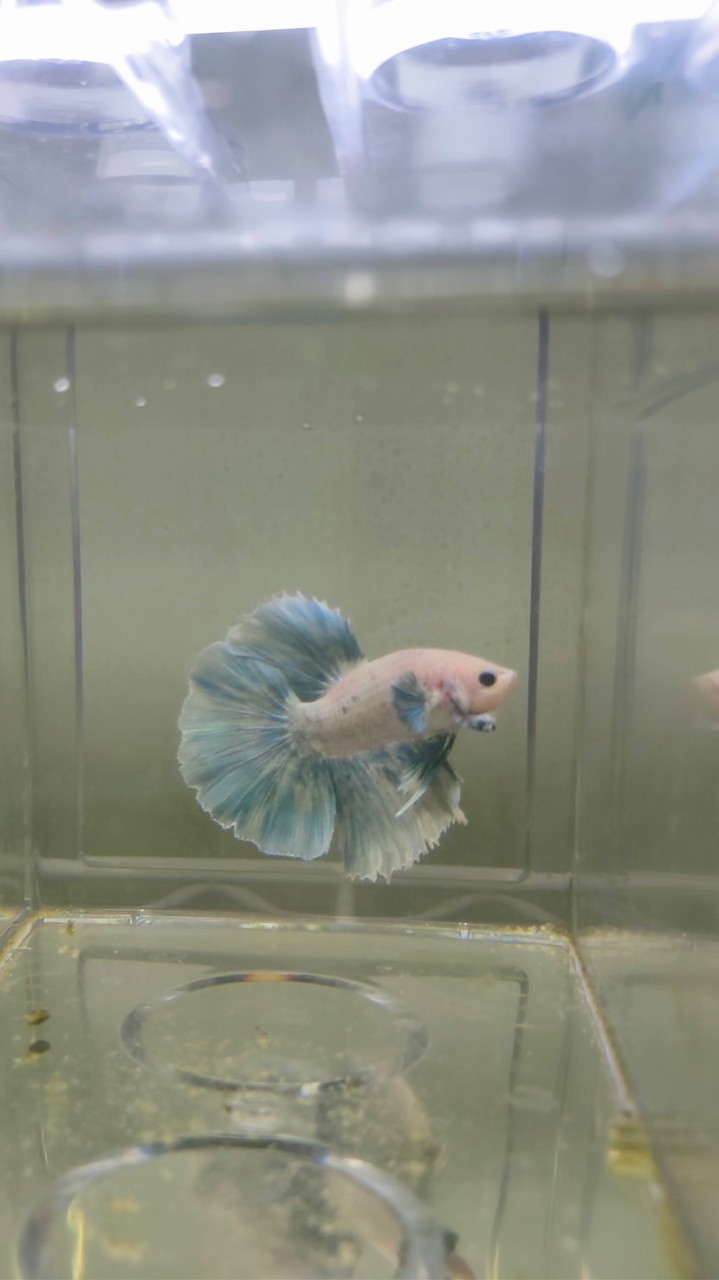 豬排先生|鬥魚/蓋班/孔雀魚工作室