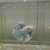 豬排先生|鬥魚/蓋班/孔雀魚工作室