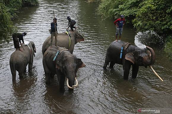 Gajah Jinak Bantu Warga Aceh Antaranews Com Line Today