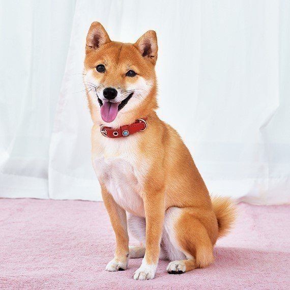 犬の がん どんな病気 症状は チェックリストも いぬのきもちnews