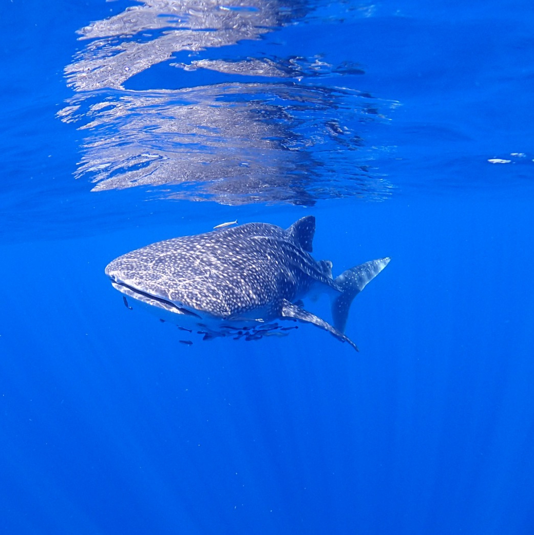 ดำน้ำ Scuba, Free Diving