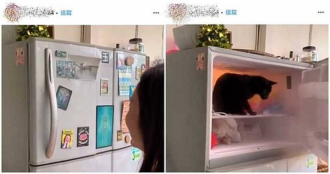 被強關冰箱！黑貓「毛濕透眼神恐懼」　知名溝通師遭圍剿嗆：生命本就是笑話