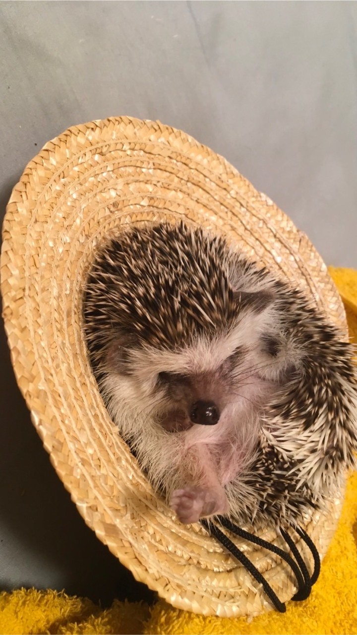 🦔ハリネズミ🦔のオープンチャット