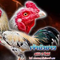 อ.เจริญทรัพย์ ไก่ซิ่ง