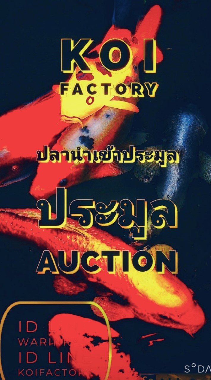 🚨THE KOI FACTORY AUCTION ROOM 1 ༼˵☯‿☯˵༽📢📢📢