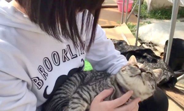 美人に抱っこしてもらう猫 気持ちが表情と態度に表れすぎ