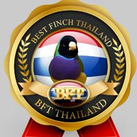 BEST FINCH THAILAND