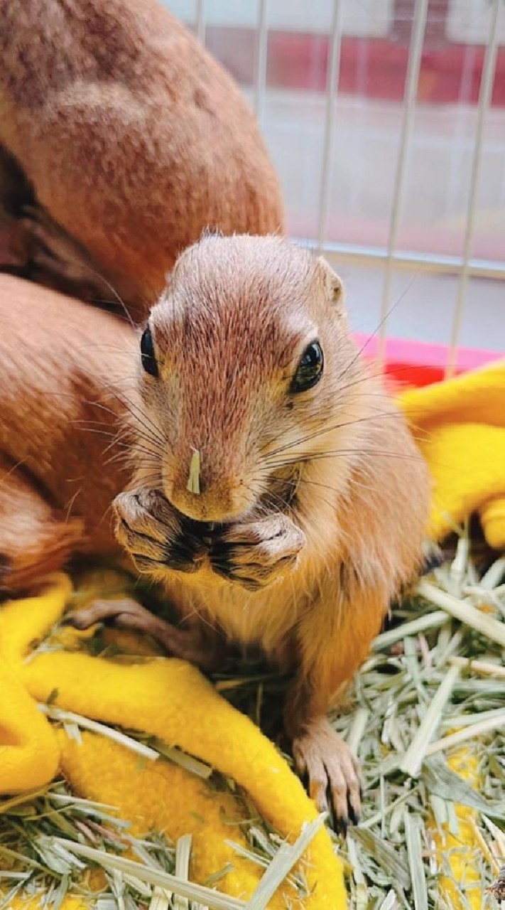 ชมรมคนรักแพรี่ด็อก Prairie dog