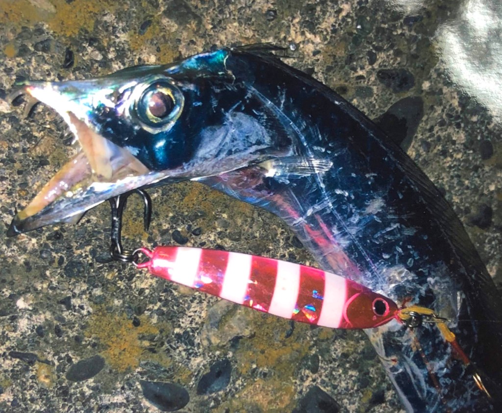 港湾部の小魚はほぼ何でも釣れてしまう タダ巻き フォールなんでもok アゴプロの アゴメタル ルアーニュースｒ