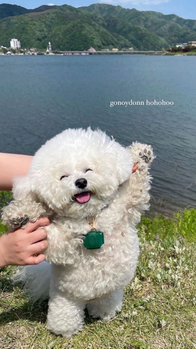 My Dog Club