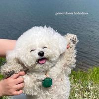 My Dog Club