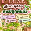 🧁P LUXE พูดคุยการปลูกต้นถั่ว