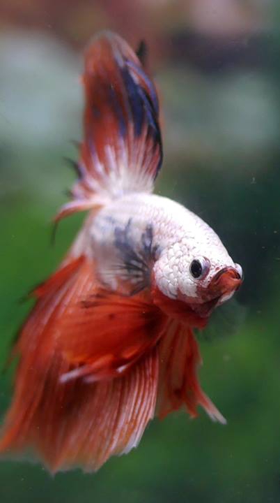 ปลากัดไทย - Siamese Fighting Fish