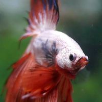 ปลากัดไทย - Siamese Fighting Fish