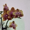 愛蘭花石斛 嘉德麗雅 各種交流分享討論