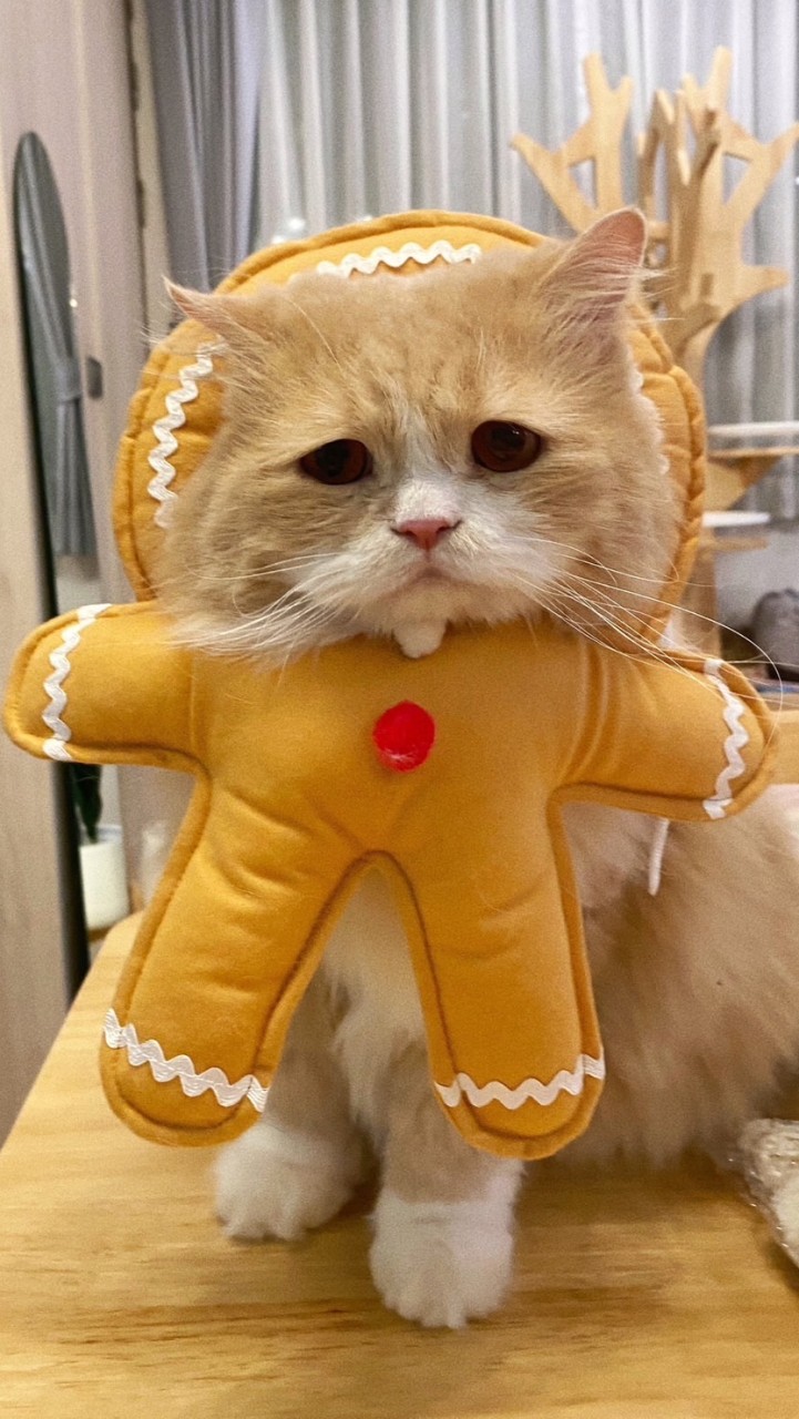 ฉางเกอจินจิน