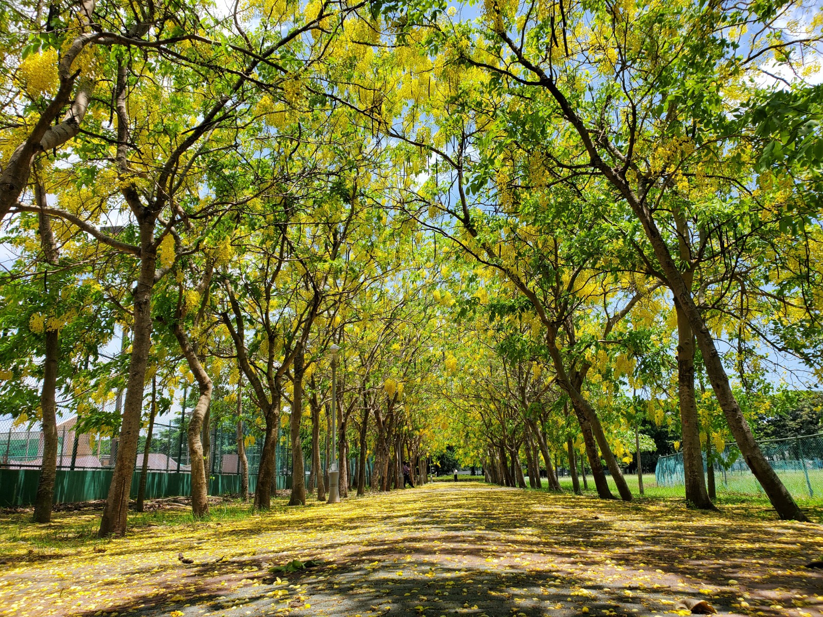 圖片來源/新營阿勃勒步道-LINE熱點用戶