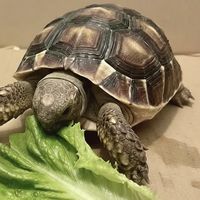 龜 寵🐢
