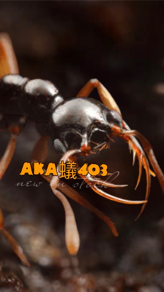 AKA蟻國403