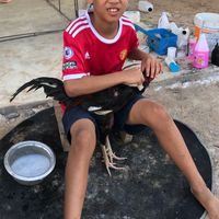 ร่มโพธิ์ทอง