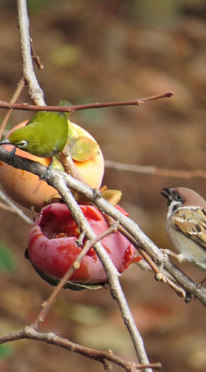 野鳥の森