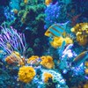 リサ 西洋占星術 人生鑑定