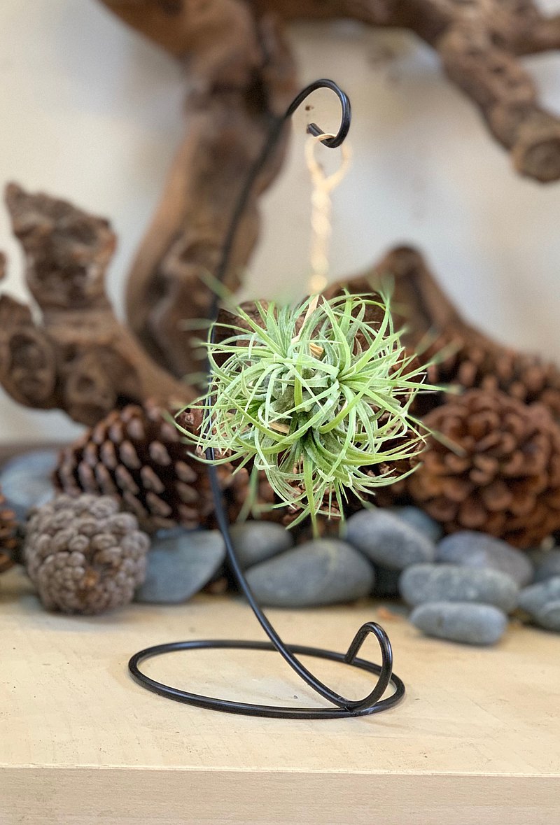 精靈球與他們的產地