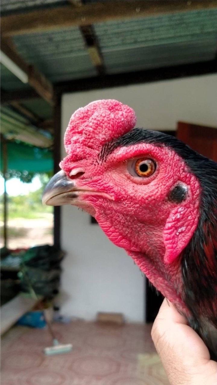 ไก่ชนห้วยไทร