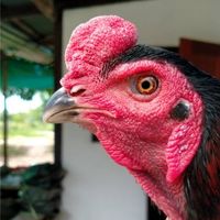 ไก่ชนห้วยไทร