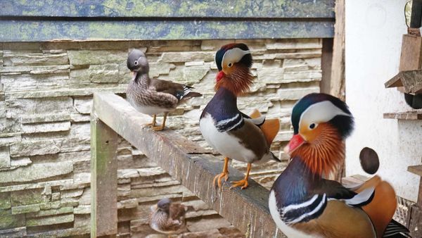【桃園景點】羊世界牧場-有如一座小型動物園，還可以餵羊的好玩親子景點