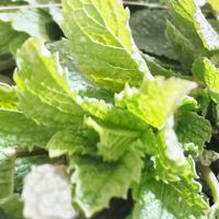 ひろしま農業カルチャーだよねー🌿