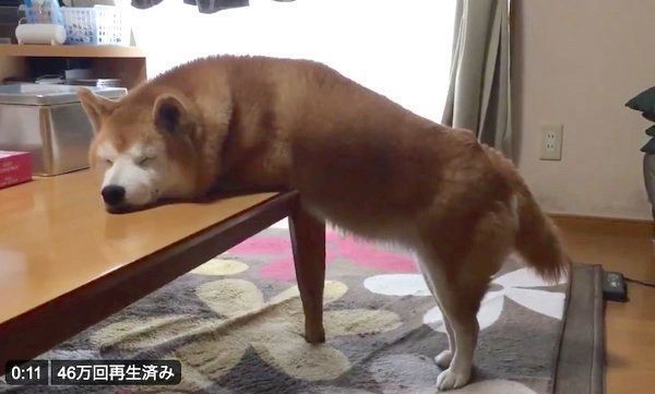 不思議な体勢で眠ってしまう柴犬 理由 が可愛すぎた